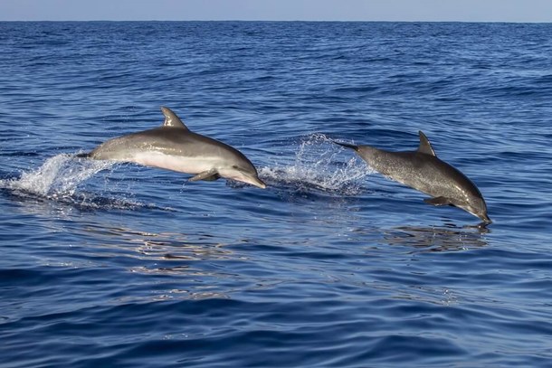 dolfijn.jpg (1)
