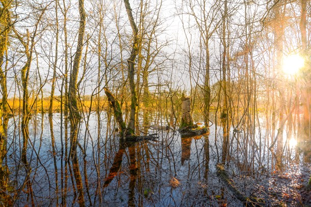 trees-in-the-middle-of-body-of-water-819699.jpg