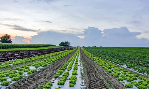 Programmasecretaris Derde Plattelandsontwikkelingsprogramma