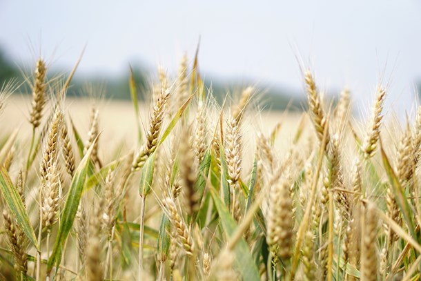 agriculture-arable-barley-blur-265216.jpg