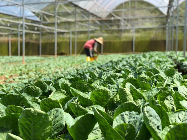 selective-focus-photography-of-green-vegetables-3265437.jpg