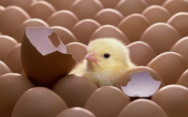 hatching-eggs-ross-308-ap-ap95-500x500.jpg (2)